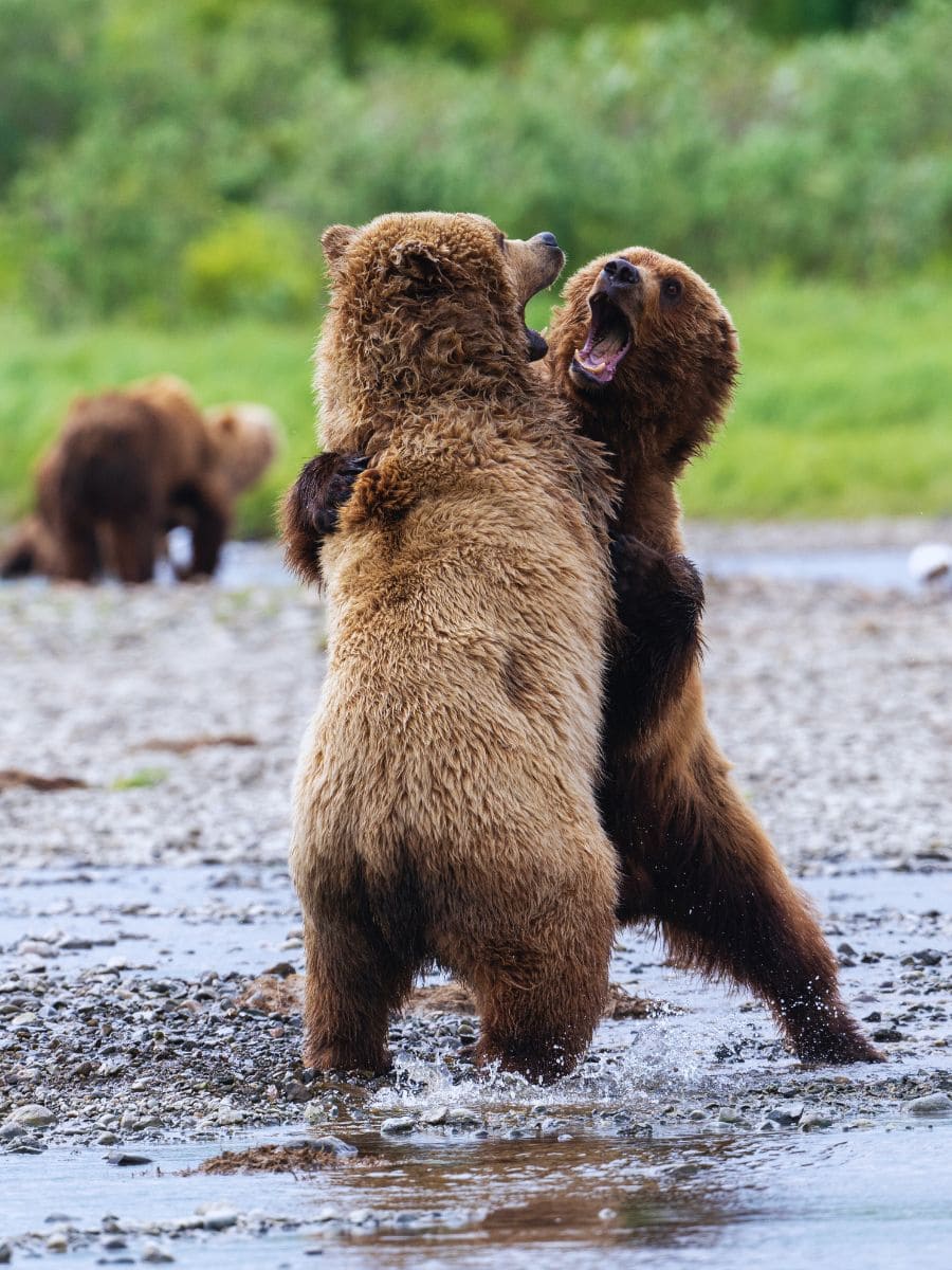 Two brown bears engaged in what appears to be a playful fight, standing upright in a shallow river in Kodiak, Alaska with splashing water around them. In the background, another bear is visible, emphasizing the wildlife scene.