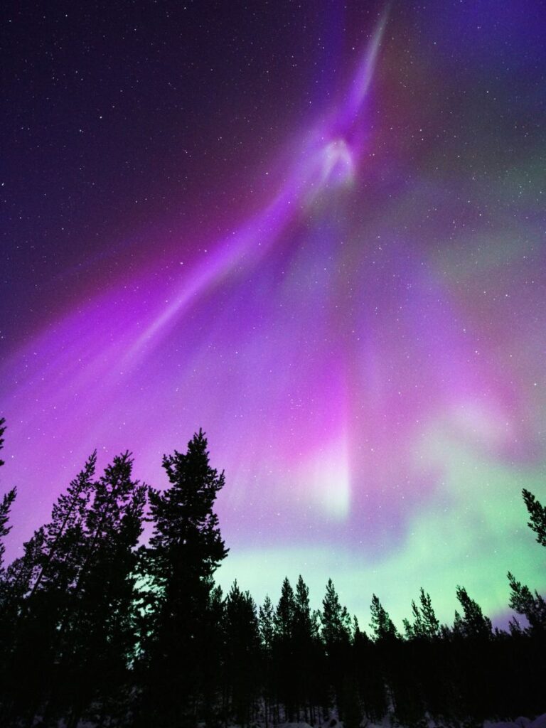A vibrant display of Northern Lights (Aurora Borealis) in purple and green hues dancing over a silhouette of pine trees against a starry night sky.