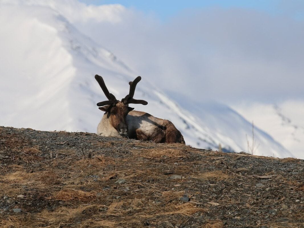 A caribou with velvet antlers rests on a rocky patch of ground with dry grass, set against a backdrop of snow-covered mountains and a partly cloudy sky. The scene captures the peacefulness of Alaska’s wildlife in its natural habitat.